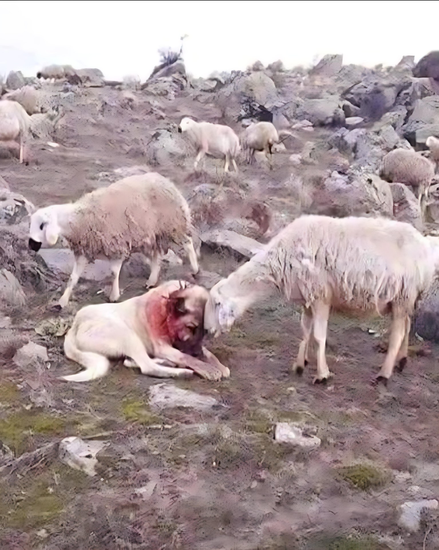 The photo says it all— A sheepdog lies wounded, his fur soaked with blood from a fight he never backed down from. He stood between his flock and danger, willing to give everything to protect those who couldn’t protect themselves. And beside him, a single sheep gently presses its nose to his side. Not out of fear—but gratitude.He didn’t ask for recognition. His job was to protect. He did it without hesitation. But even protectors need to feel seen. Even warriors need to know their sacrifice mattered.It’s a quiet reminder:Those who fight for us—who carry the weight so we don’t have to—deserve more than silence.So don’t wait. Say thank you. Let your sheepdog know they matter.❤️ Read more in the comment below.…..Full story👇👇👇